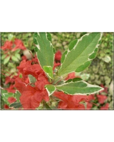 Рододендрон японський Хот Шот Варієгата | Rhododendron Hot Shot Variegata | Рододендрон японский Хот Шот Вариегата