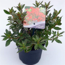 Рододендрон японський Хот Шот Варієгата | Rhododendron Hot Shot Variegata | Рододендрон японский Хот Шот Вариегата