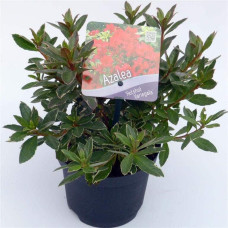 Рододендрон японський Хот Шот Варієгата | Rhododendron Hot Shot Variegata | Рододендрон японский Хот Шот Вариегата