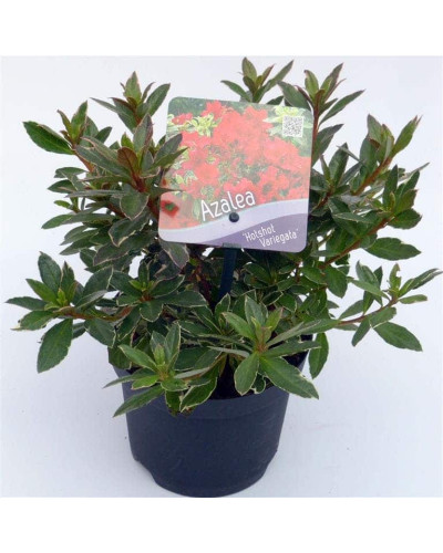 Рододендрон японський Хот Шот Варієгата | Rhododendron Hot Shot Variegata | Рододендрон японский Хот Шот Вариегата