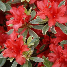 Рододендрон японський Хот Шот Варієгата | Rhododendron Hot Shot Variegata | Рододендрон японский Хот Шот Вариегата