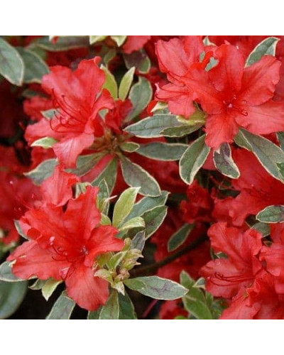 Рододендрон японський Хот Шот Варієгата | Rhododendron Hot Shot Variegata | Рододендрон японский Хот Шот Вариегата