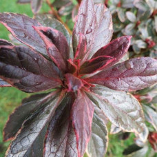 Рододендрон японський Хот Шот Варієгата | Rhododendron Hot Shot Variegata | Рододендрон японский Хот Шот Вариегата