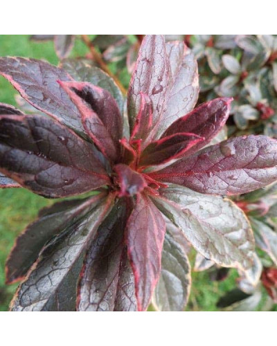 Рододендрон японський Хот Шот Варієгата | Rhododendron Hot Shot Variegata | Рододендрон японский Хот Шот Вариегата