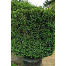 Самшит вічнозелений Арборесценс / Деревовидний | Buxus sempervirens Arborescens | Самшит вечнозелёный Арборесценс / Древовидный