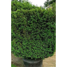 Самшит вічнозелений Арборесценс / Деревовидний | Buxus sempervirens Arborescens | Самшит вечнозелёный Арборесценс / Древовидный