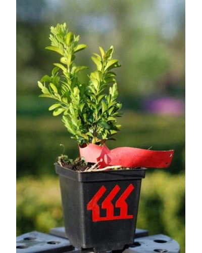 Самшит вічнозелений Арборесценс / Деревовидний | Buxus sempervirens Arborescens | Самшит вечнозелёный Арборесценс / Древовидный