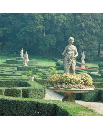 Самшит вічнозелений Арборесценс / Деревовидний | Buxus sempervirens Arborescens | Самшит вечнозелёный Арборесценс / Древовидный