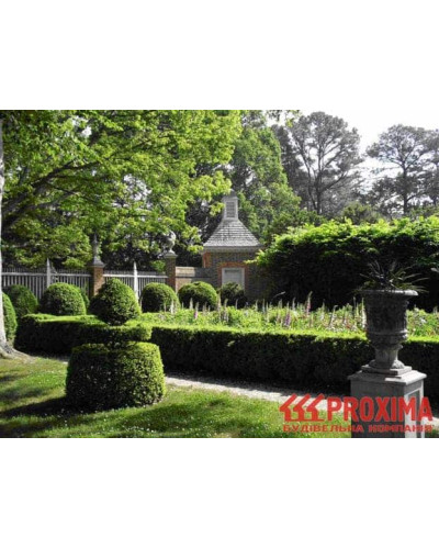 Самшит вічнозелений Арборесценс / Деревовидний | Buxus sempervirens Arborescens | Самшит вечнозелёный Арборесценс / Древовидный
