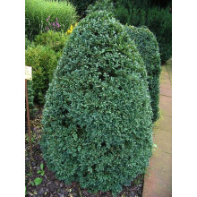 Самшит вічнозелений Арборесценс / Деревовидний | Buxus sempervirens Arborescens | Самшит вечнозелёный Арборесценс / Древовидный