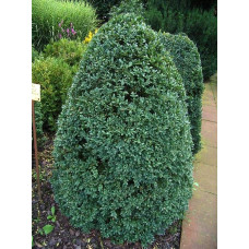 Самшит вічнозелений Арборесценс / Деревовидний | Buxus sempervirens Arborescens | Самшит вечнозелёный Арборесценс / Древовидный