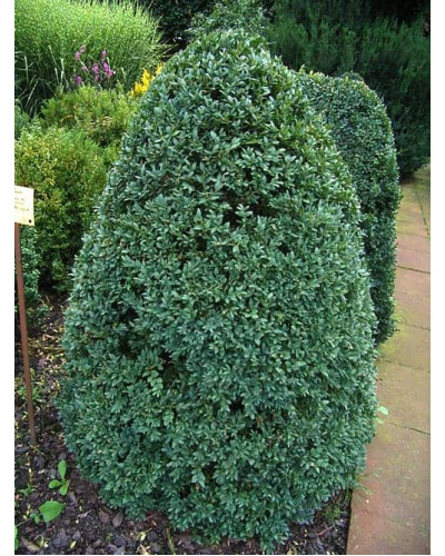 Самшит вічнозелений Арборесценс / Деревовидний | Buxus sempervirens Arborescens | Самшит вечнозелёный Арборесценс / Древовидный