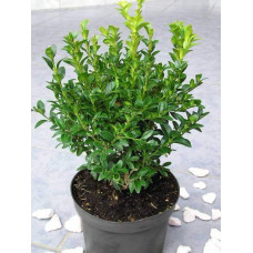 Самшит вічнозелений Арборесценс / Деревовидний | Buxus sempervirens Arborescens | Самшит вечнозелёный Арборесценс / Древовидный