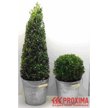 Самшит вічнозелений Арборесценс / Деревовидний | Buxus sempervirens Arborescens | Самшит вечнозелёный Арборесценс / Древовидный