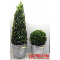 Самшит вічнозелений Арборесценс / Деревовидний | Buxus sempervirens Arborescens | Самшит вечнозелёный Арборесценс / Древовидный