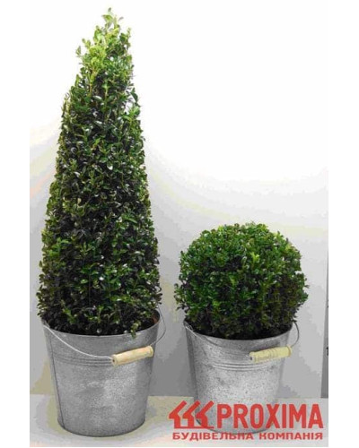 Самшит вічнозелений Арборесценс / Деревовидний | Buxus sempervirens Arborescens | Самшит вечнозелёный Арборесценс / Древовидный