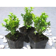Самшит вічнозелений Арборесценс / Деревовидний | Buxus sempervirens Arborescens | Самшит вечнозелёный Арборесценс / Древовидный
