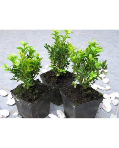 Самшит вічнозелений Арборесценс / Деревовидний | Buxus sempervirens Arborescens | Самшит вечнозелёный Арборесценс / Древовидный