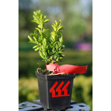 Самшит вічнозелений Арборесценс / Деревовидний | Buxus sempervirens Arborescens | Самшит вечнозелёный Арборесценс / Древовидный