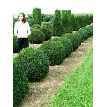 Самшит вічнозелений Арборесценс / Деревовидний | Buxus sempervirens Arborescens | Самшит вечнозелёный Арборесценс / Древовидный
