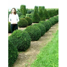 Самшит вічнозелений Арборесценс / Деревовидний | Buxus sempervirens Arborescens | Самшит вечнозелёный Арборесценс / Древовидный