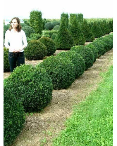 Самшит вічнозелений Арборесценс / Деревовидний | Buxus sempervirens Arborescens | Самшит вечнозелёный Арборесценс / Древовидный