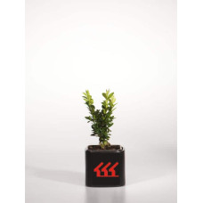 Самшит вічнозелений Арборесценс / Деревовидний | Buxus sempervirens Arborescens | Самшит вечнозелёный Арборесценс / Древовидный