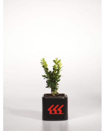 Самшит вічнозелений Арборесценс / Деревовидний | Buxus sempervirens Arborescens | Самшит вечнозелёный Арборесценс / Древовидный