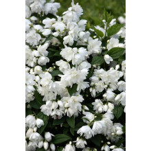 Чубушник вінцевий Сноубол/Сноубель | Philadelphus coronarius Snowbelle | Чубушник венечный Сноубол/Сноубель
