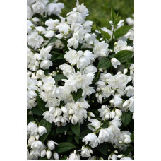 Чубушник вінцевий Сноубол/Сноубель | Philadelphus coronarius Snowbelle | Чубушник венечный Сноубол/Сноубель