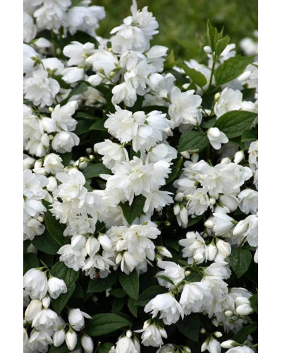 Чубушник вінцевий Сноубол/Сноубель | Philadelphus coronarius Snowbelle | Чубушник венечный Сноубол/Сноубель