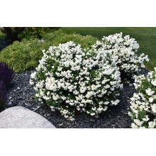 Чубушник вінцевий Сноубол/Сноубель | Philadelphus coronarius Snowbelle | Чубушник венечный Сноубол/Сноубель