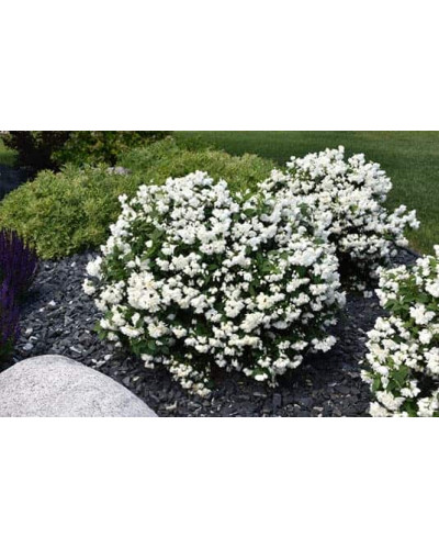 Чубушник вінцевий Сноубол/Сноубель | Philadelphus coronarius Snowbelle | Чубушник венечный Сноубол/Сноубель