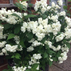 Чубушник вінцевий Сноубол/Сноубель | Philadelphus coronarius Snowbelle | Чубушник венечный Сноубол/Сноубель