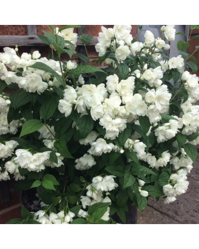 Чубушник вінцевий Сноубол/Сноубель | Philadelphus coronarius Snowbelle | Чубушник венечный Сноубол/Сноубель