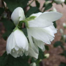 Чубушник вінцевий Сноубол/Сноубель | Philadelphus coronarius Snowbelle | Чубушник венечный Сноубол/Сноубель