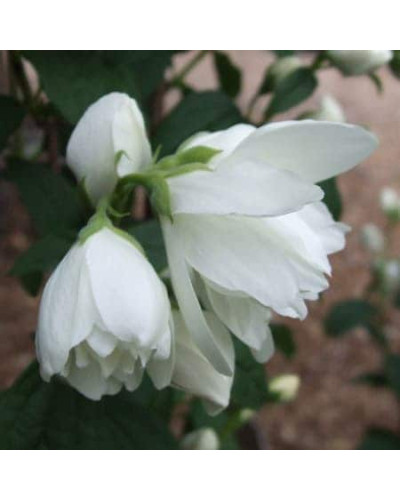 Чубушник вінцевий Сноубол/Сноубель | Philadelphus coronarius Snowbelle | Чубушник венечный Сноубол/Сноубель
