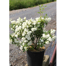 Чубушник вінцевий Сноубол/Сноубель | Philadelphus coronarius Snowbelle | Чубушник венечный Сноубол/Сноубель