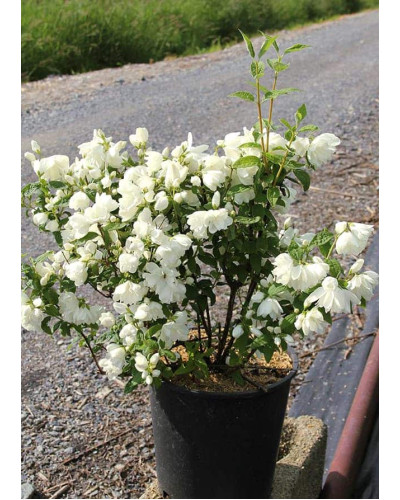Чубушник вінцевий Сноубол/Сноубель | Philadelphus coronarius Snowbelle | Чубушник венечный Сноубол/Сноубель
