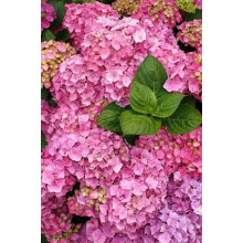 Гортензія широколиста Сілкі Пінк | Hydrangea macrophylla Silky Pink | Гортензия широколистная Силки Пинк