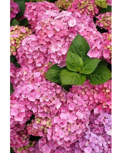 Гортензія широколиста Сілкі Пінк | Hydrangea macrophylla Silky Pink | Гортензия широколистная Силки Пинк