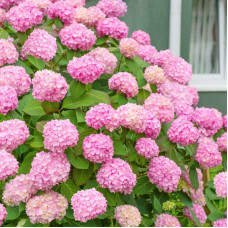 Гортензія широколиста Сілкі Пінк | Hydrangea macrophylla Silky Pink | Гортензия широколистная Силки Пинк
