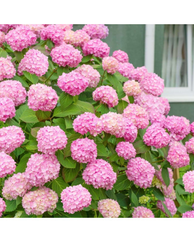 Гортензія широколиста Сілкі Пінк | Hydrangea macrophylla Silky Pink | Гортензия широколистная Силки Пинк