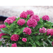 Гортензія широколиста Сілкі Пінк | Hydrangea macrophylla Silky Pink | Гортензия широколистная Силки Пинк
