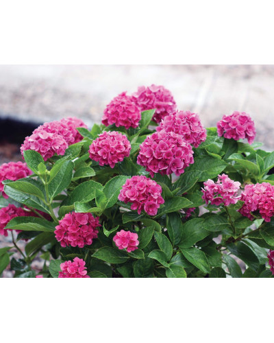 Гортензія широколиста Сілкі Пінк | Hydrangea macrophylla Silky Pink | Гортензия широколистная Силки Пинк