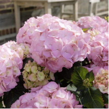Гортензія широколиста Сілкі Пінк | Hydrangea macrophylla Silky Pink | Гортензия широколистная Силки Пинк