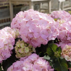 Гортензія широколиста Сілкі Пінк | Hydrangea macrophylla Silky Pink | Гортензия широколистная Силки Пинк