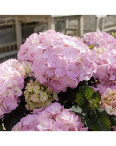 Гортензія широколиста Сілкі Пінк | Hydrangea macrophylla Silky Pink | Гортензия широколистная Силки Пинк