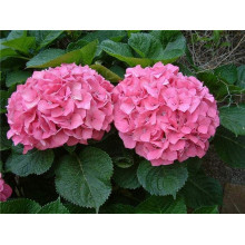 Гортензія широколиста Сілкі Пінк | Hydrangea macrophylla Silky Pink | Гортензия широколистная Силки Пинк