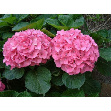 Гортензія широколиста Сілкі Пінк | Hydrangea macrophylla Silky Pink | Гортензия широколистная Силки Пинк